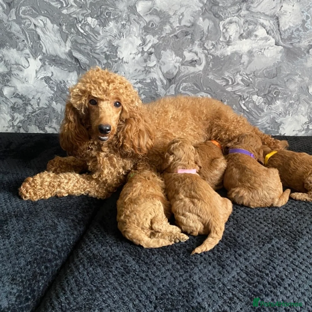 Miniature Poodle dogs for sale: Stunning Full Pedigree Red Minature Poodles  in Oldham - Advert 2