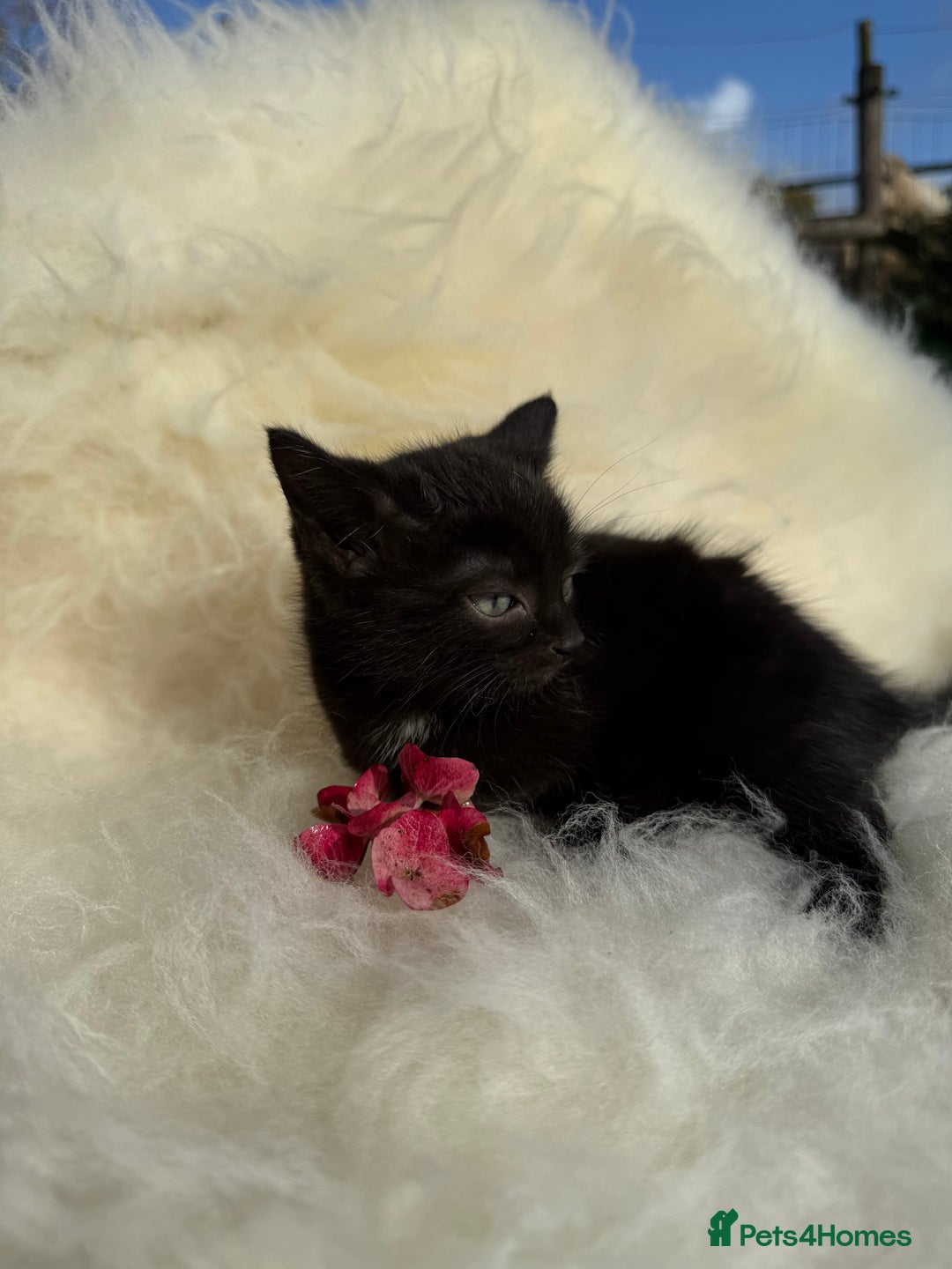 Mixed Breed cats for sale: Beutiful, Kittens Raised to Highest Standard - Image 8