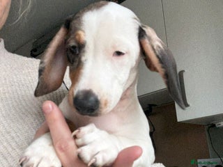 Miniature Dachshund dogs miniature dachshund - Advert 6