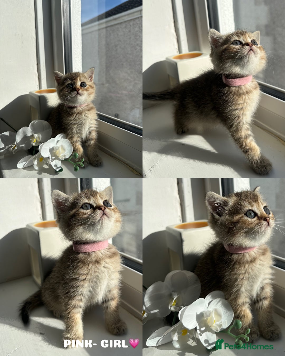 British Shorthair cats for sale: ⭐️TICA registered British Shorthair kittens⭐️ - Image 5
