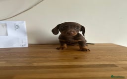 Miniature Dachshund dogs for sale:   🐾READY NOW🐾 | ONLY 1 BOY LEFT - Image 21