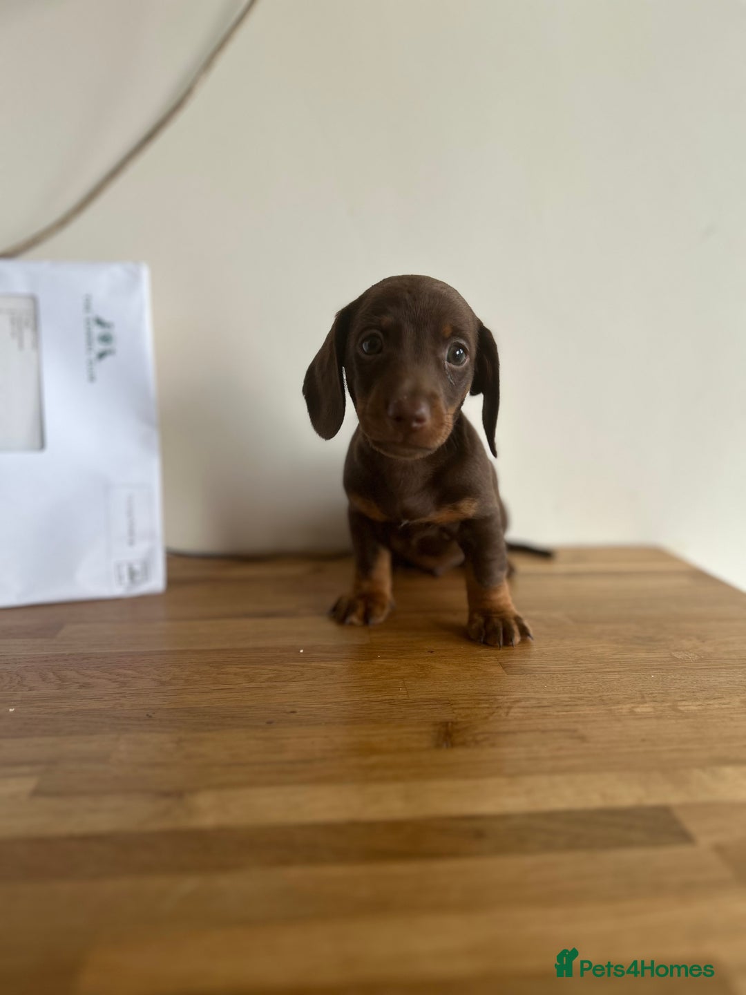 Miniature Dachshund dogs for sale:   🐾READY NOW🐾 | ONLY 1 BOY LEFT - Image 21