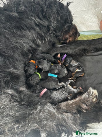 Bernedoodle dogs - Advert 2