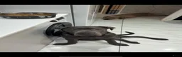 Cane Corso dogs for sale: Cane corso  - Advert 4