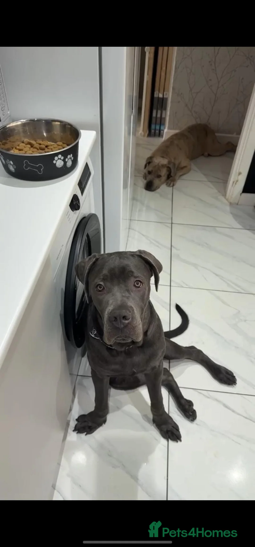 Cane Corso dogs for sale: Cane corso  - Advert 4