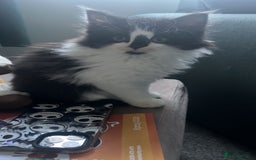 Mixed Breed cats for sale: Male cat - Image 3