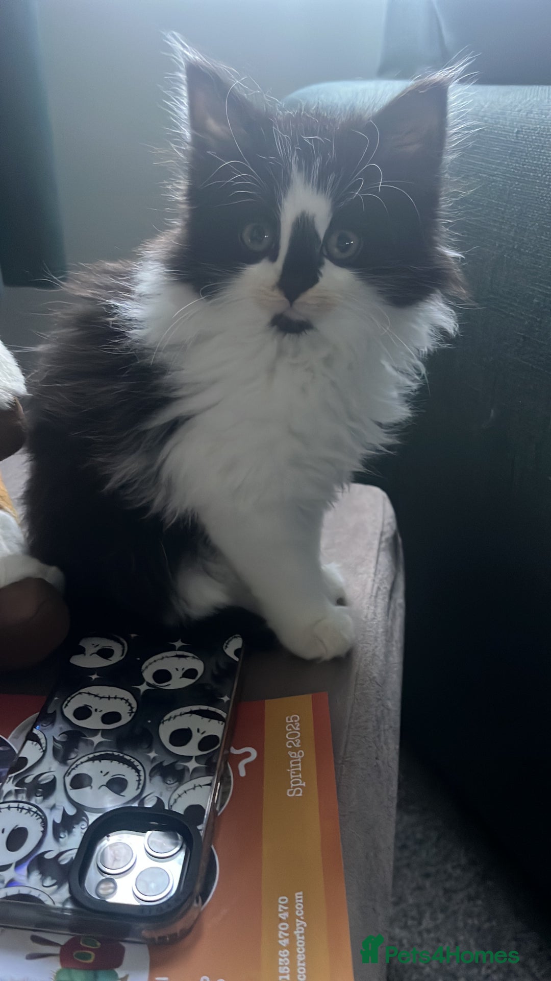 Mixed Breed cats for sale: Male cat - Image 3