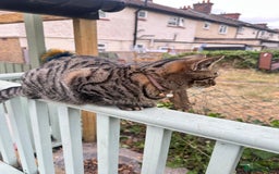 British Longhair cats for sale: Two sisters. Longhair and shorthair  - Image 7