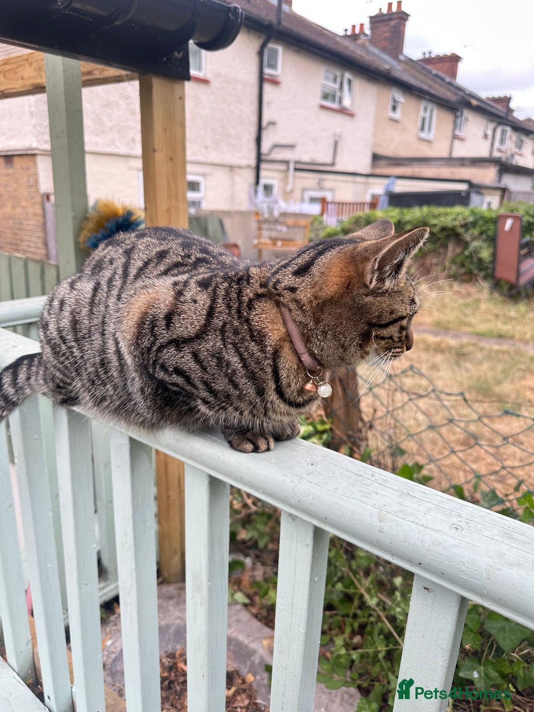 British Longhair cats for sale: Two sisters. Longhair and shorthair  - Image 7