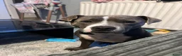 Staffordshire Bull Terrier dogs for sale: Darla  in Skelmersdale - Advert 4