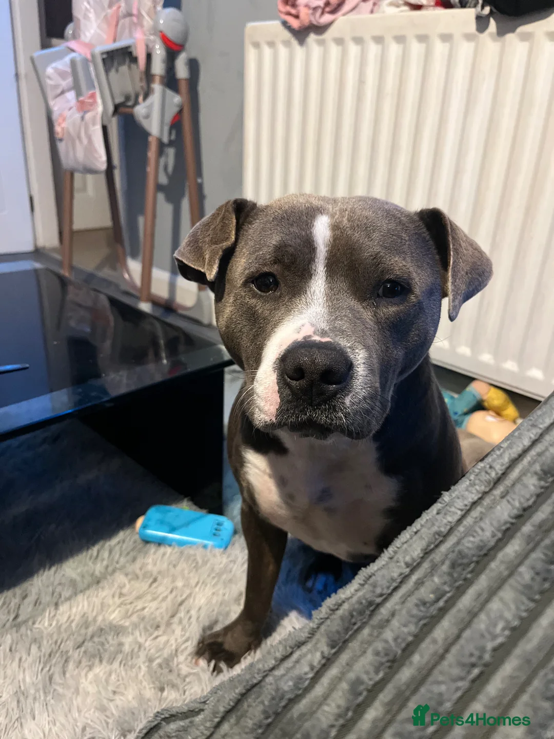 Staffordshire Bull Terrier dogs for sale: Darla  in Skelmersdale - Advert 4