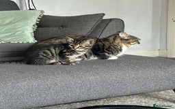 Mixed Breed cats for sale: Lovely kittens - Image 6
