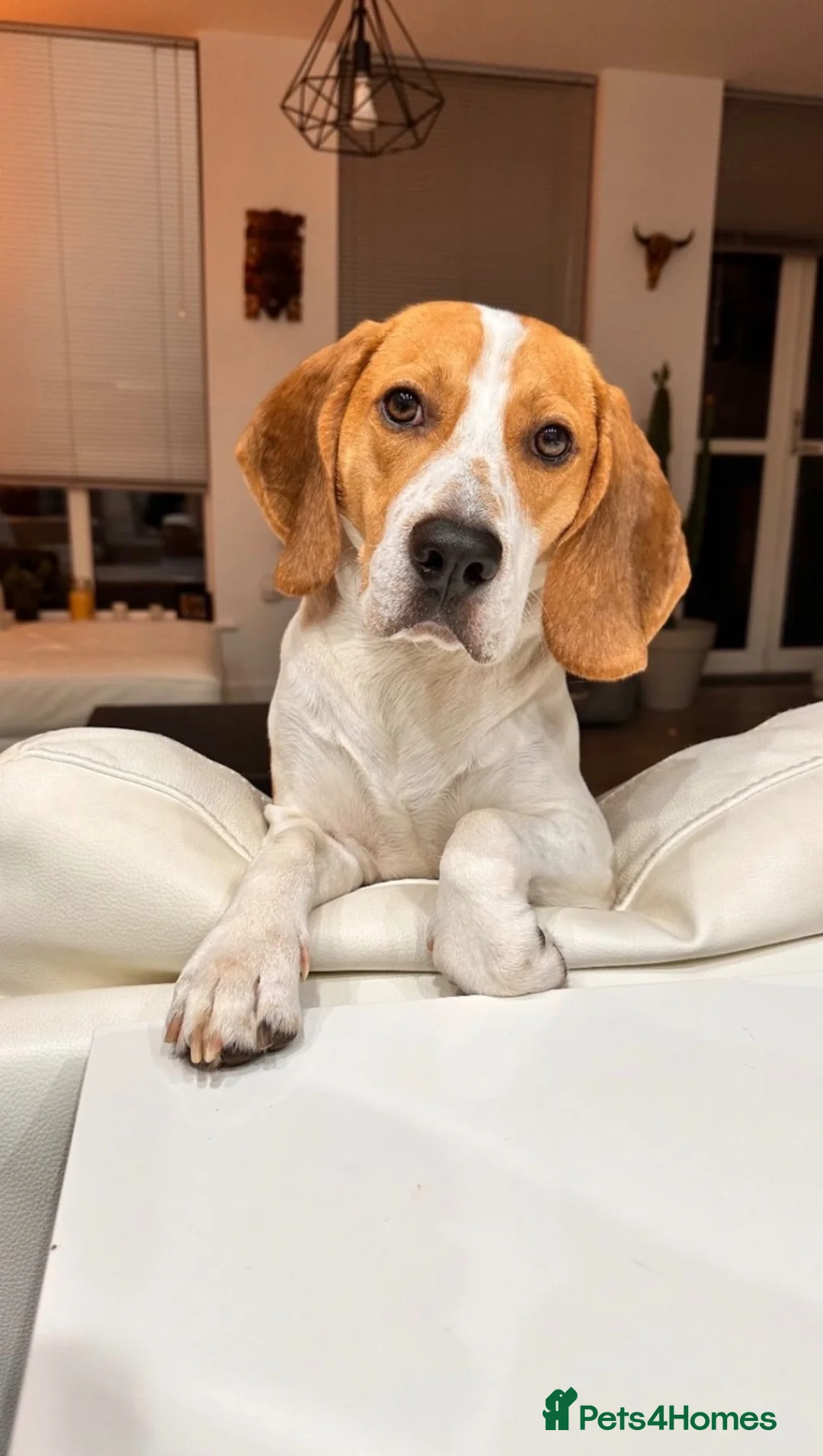 Beagle dogs for sale: 4 year old Beagle Boy in Derby - Advert 1
