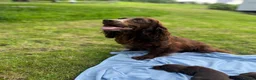 Cocker Spaniel dogs for sale: KC COCKER SPANIEL PUPPIES - Advert 2