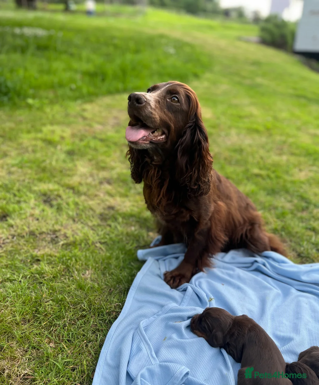 Cocker Spaniel dogs for sale: KC COCKER SPANIEL PUPPIES - Advert 2