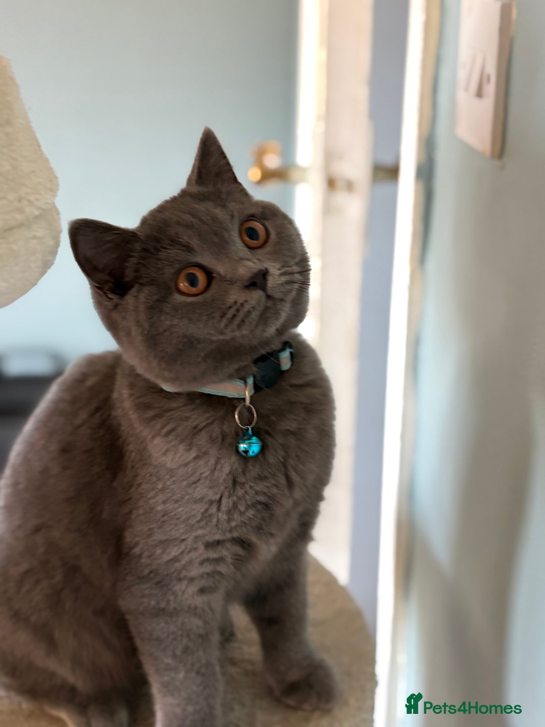 British Shorthair cats for sale: Adorable kittens - Image 8