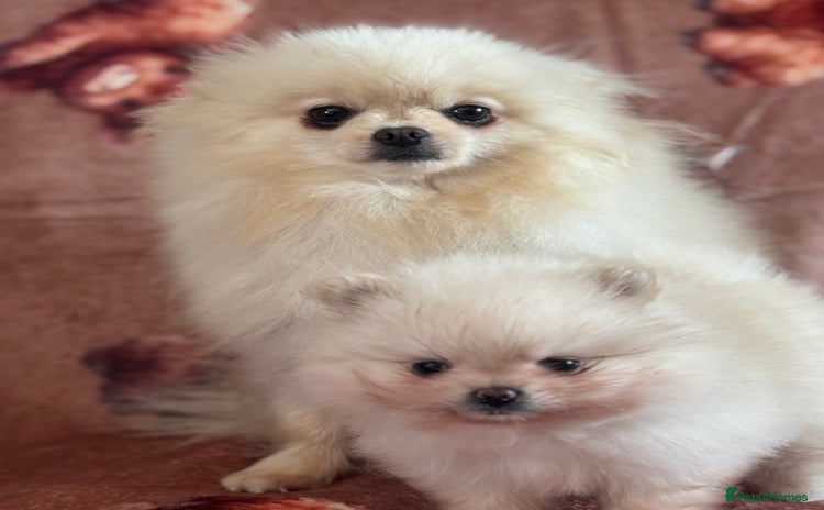 Pomeranian dogs - Advert 4