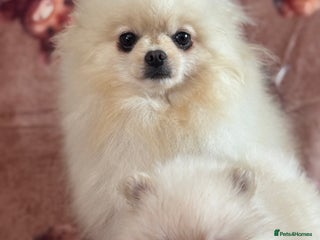 Pomeranian dogs - Advert 2