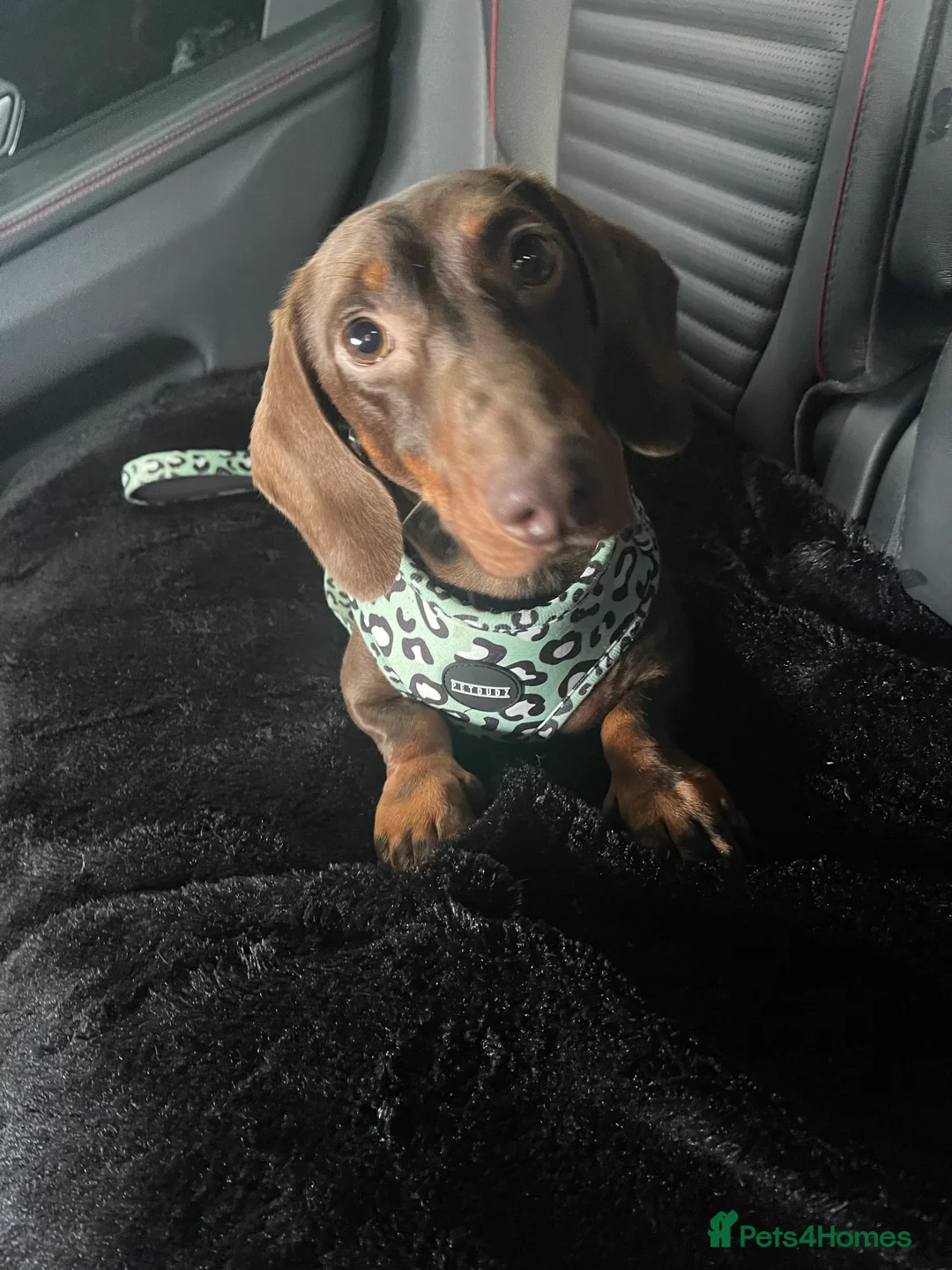 Miniature Dachshund dogs for stud: STUNNING MINIATURE DACHSHUND AVAILABLE AT STUD in Grays - Advert 31