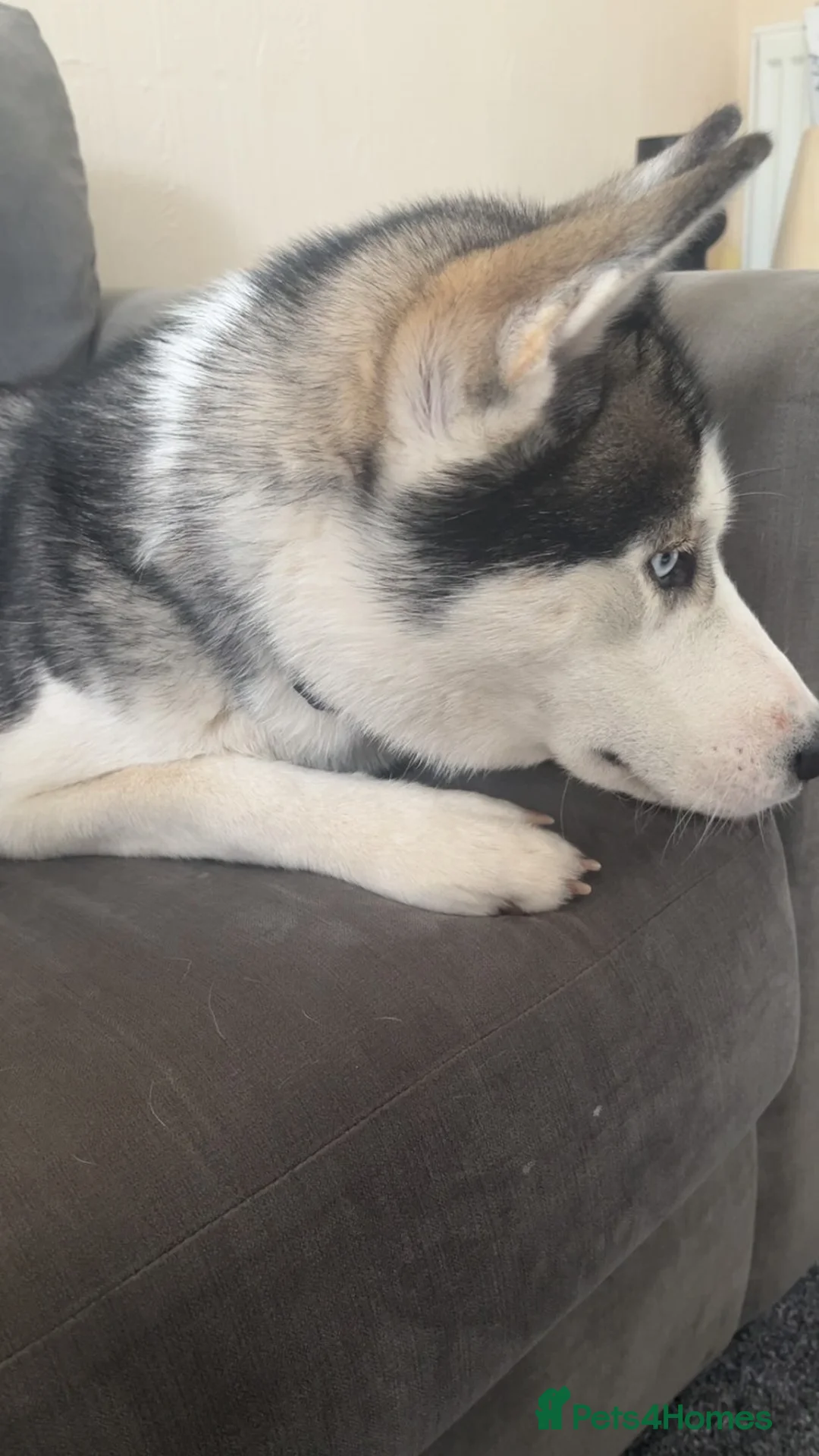 Siberian Husky dogs for sale: Luna  in Worcester - Advert 2