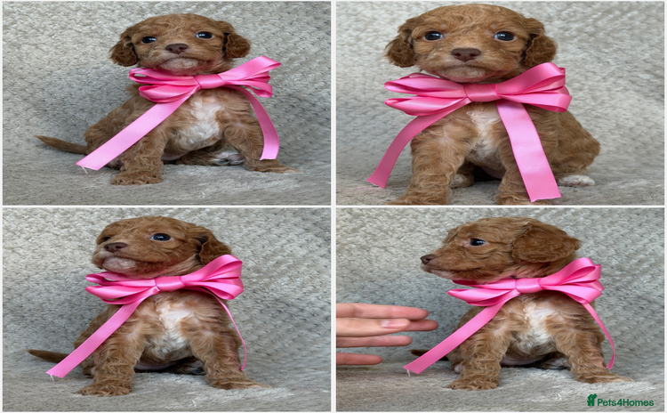 Mixed Breed dogs Cockapoo x Cavapoochon puppies 🐶 - Advert 16