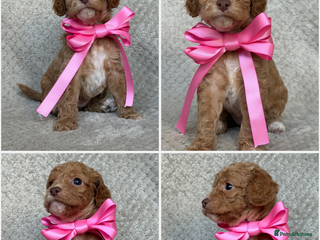 Mixed Breed dogs Cockapoo x Cavapoochon puppies 🐶 - Advert 15
