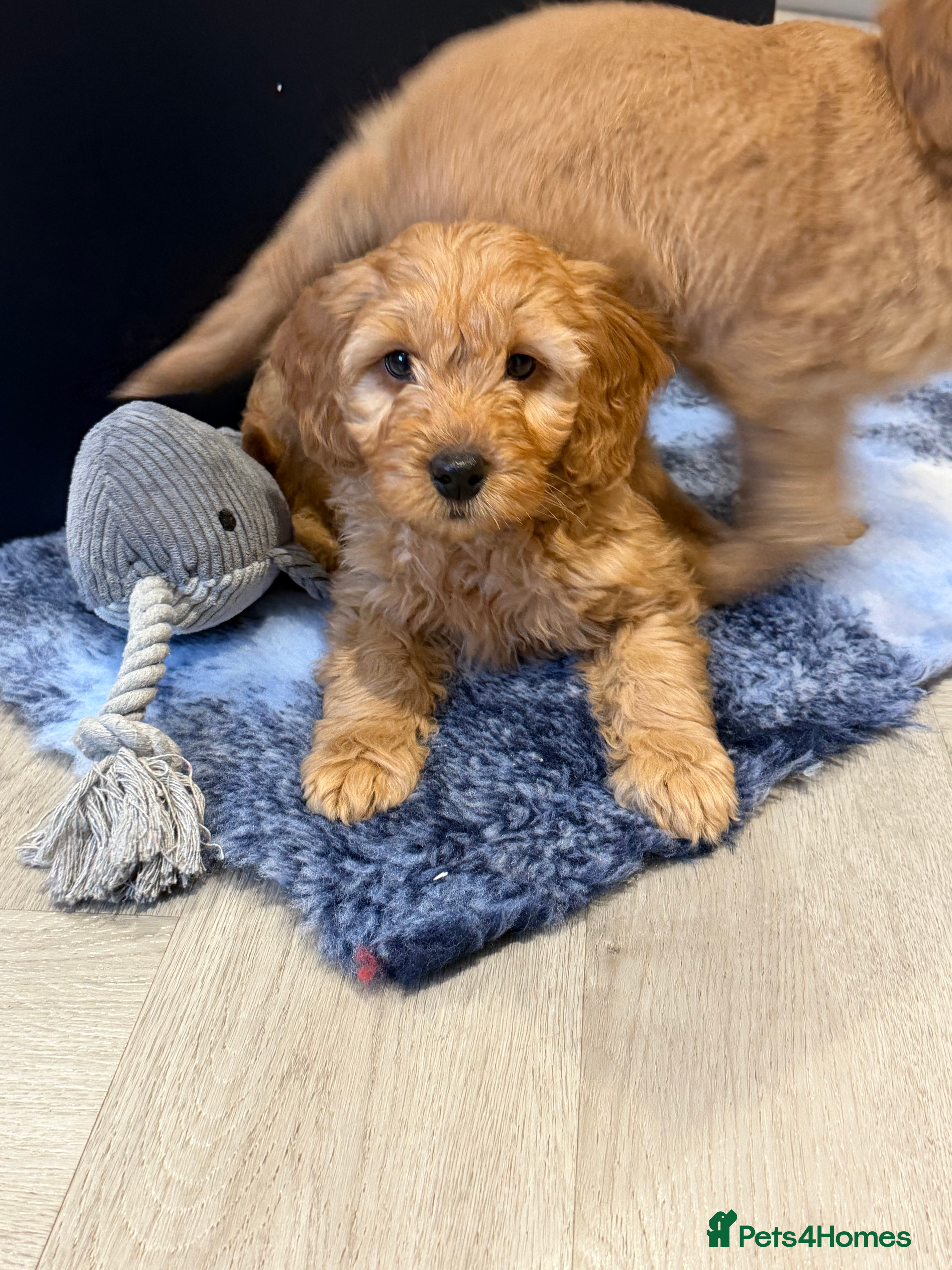 Mini Goldendoodle dogs One male one female health tested F1 gold puppies - Advert 3
