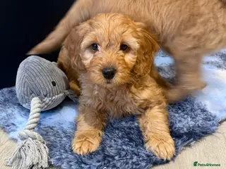 Mini Goldendoodle dogs One male one female health tested F1 gold puppies - Advert 3