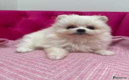 Pomeranian dogs for sale: READY 2nd August KC White Teddy Bear Poms - Image 17