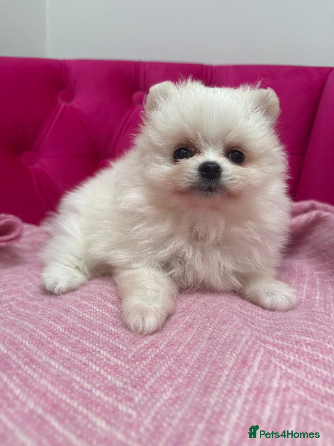 Pomeranian dogs for sale: READY 2nd August KC White Teddy Bear Poms - Image 17