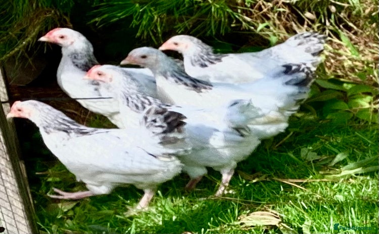 Chickens poultry - Advert 1