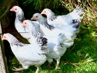 Chickens poultry - Advert 5