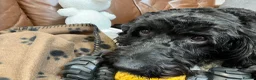 Cockapoo dogs for sale: Loving 5 year old Male cockapoo - Advert 3