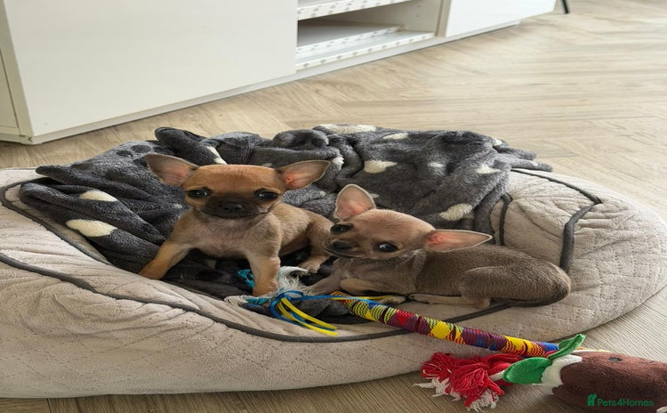Chihuahua dogs - Advert 13