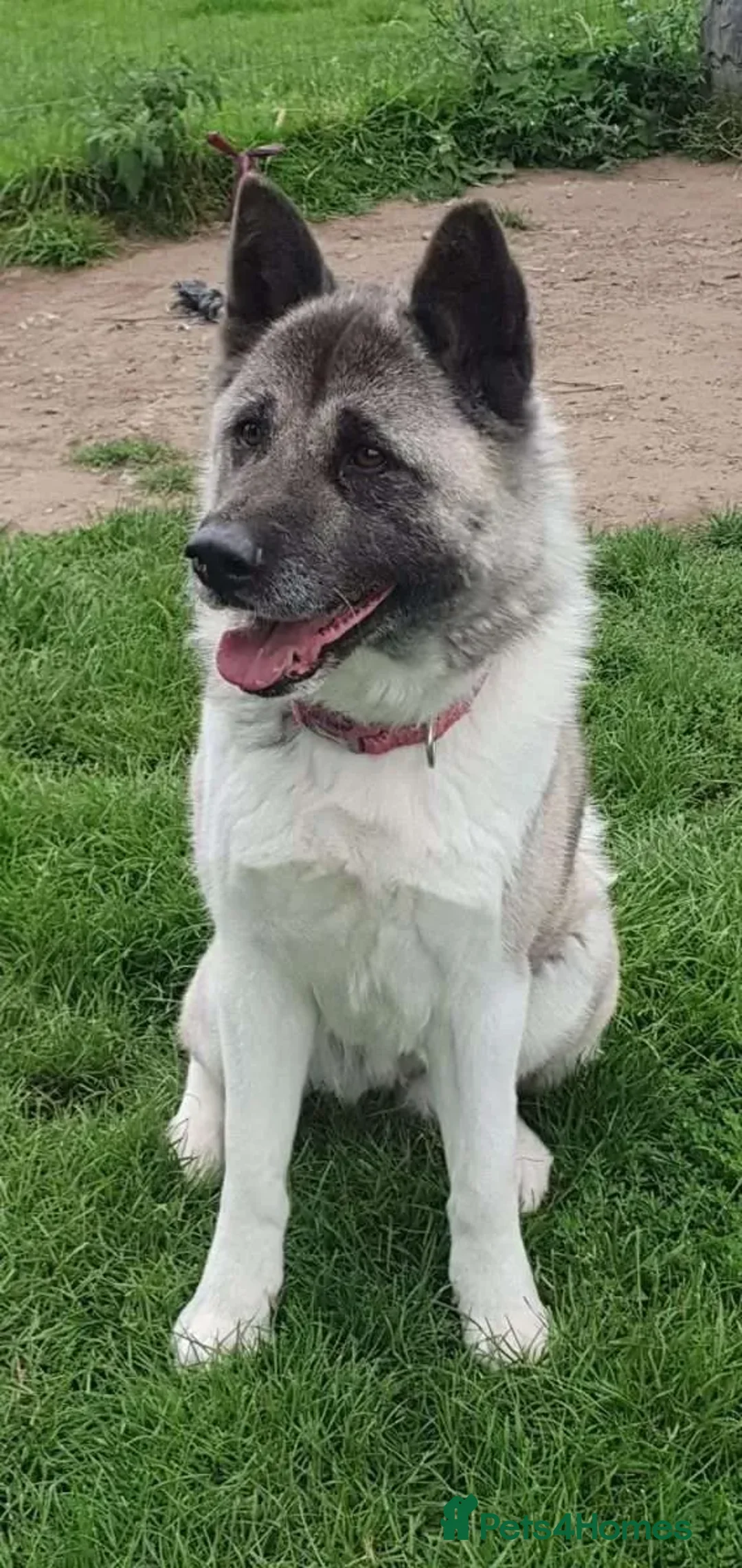 Akita dogs for adoption: Tigi  in Worksop - Advert 2