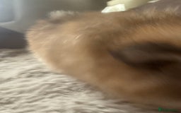 Pomeranian dogs for sale: STUNNING mini Pomeranians  - Image 15