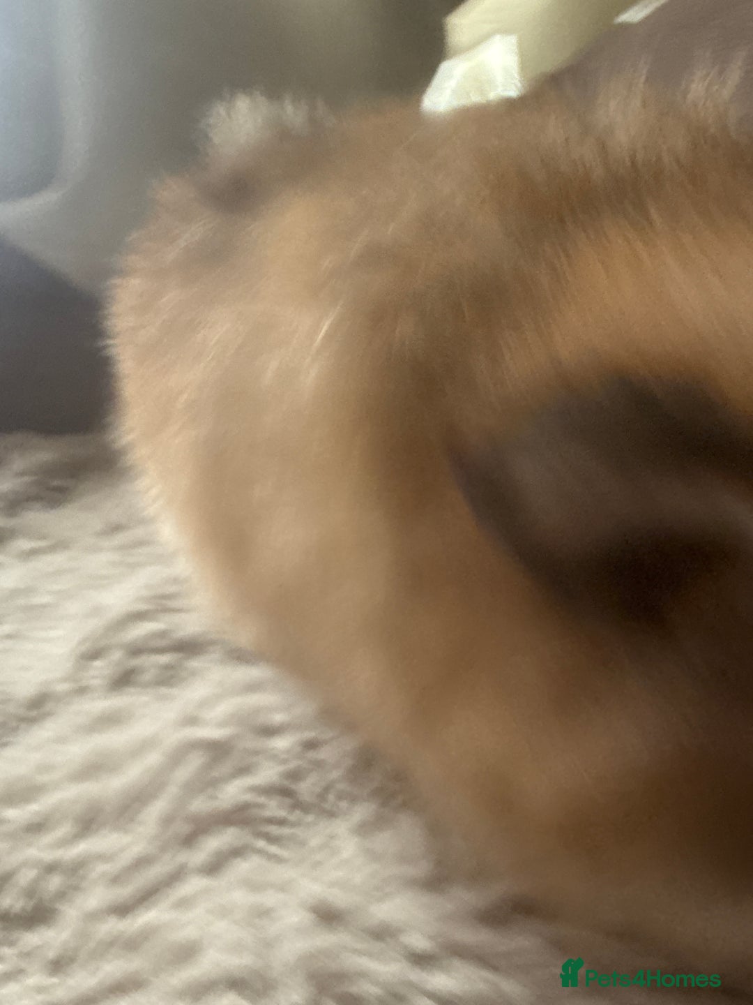 Pomeranian dogs for sale: STUNNING mini Pomeranians  - Image 15