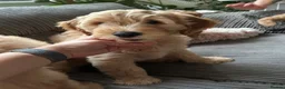 Goldendoodle dogs for sale: * Family raised confident Goldendoodle puppies - Advert 6