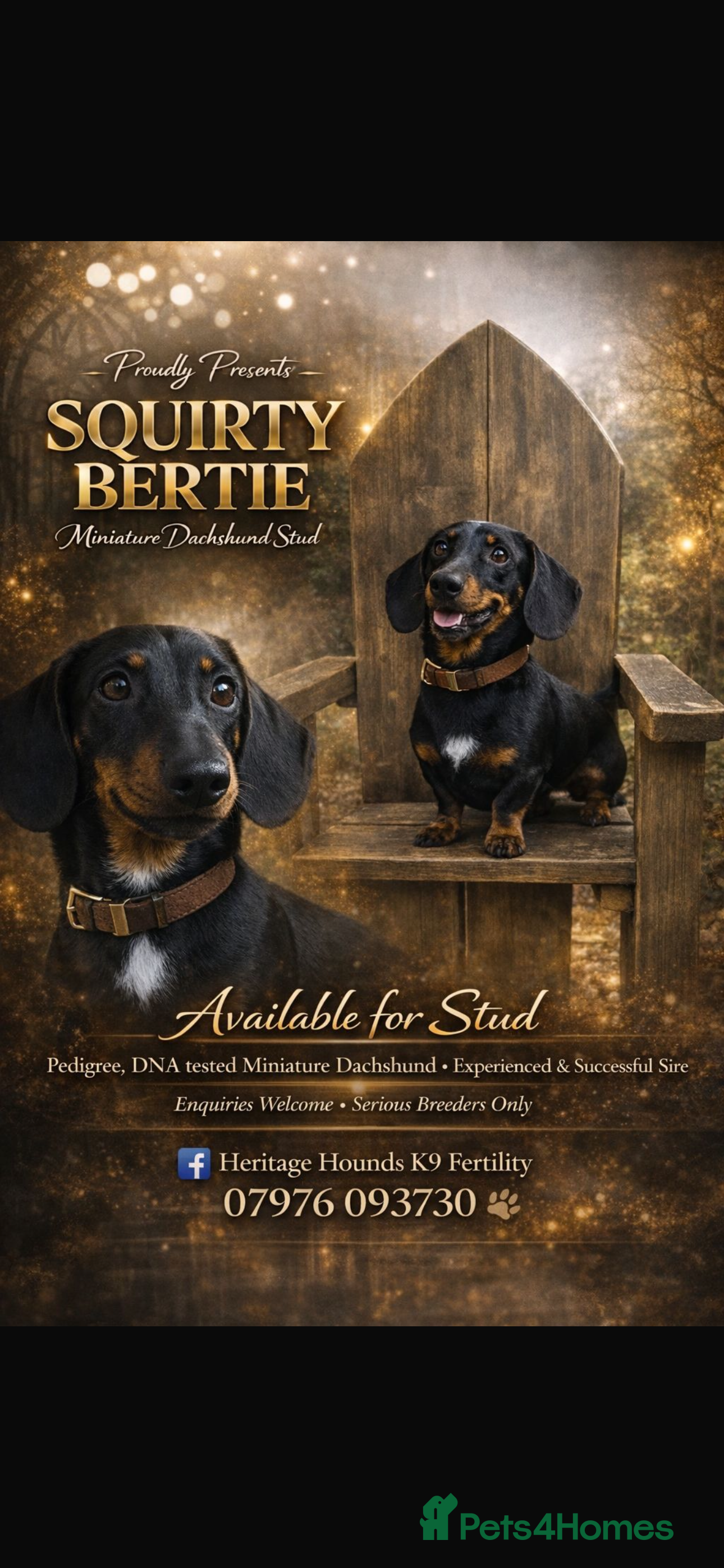 Miniature Dachshund dogs Squirty Bertie Stud Dog  - Advert 6