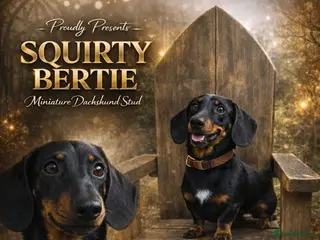 Miniature Dachshund dogs Squirty Bertie Stud Dog - Advert 4