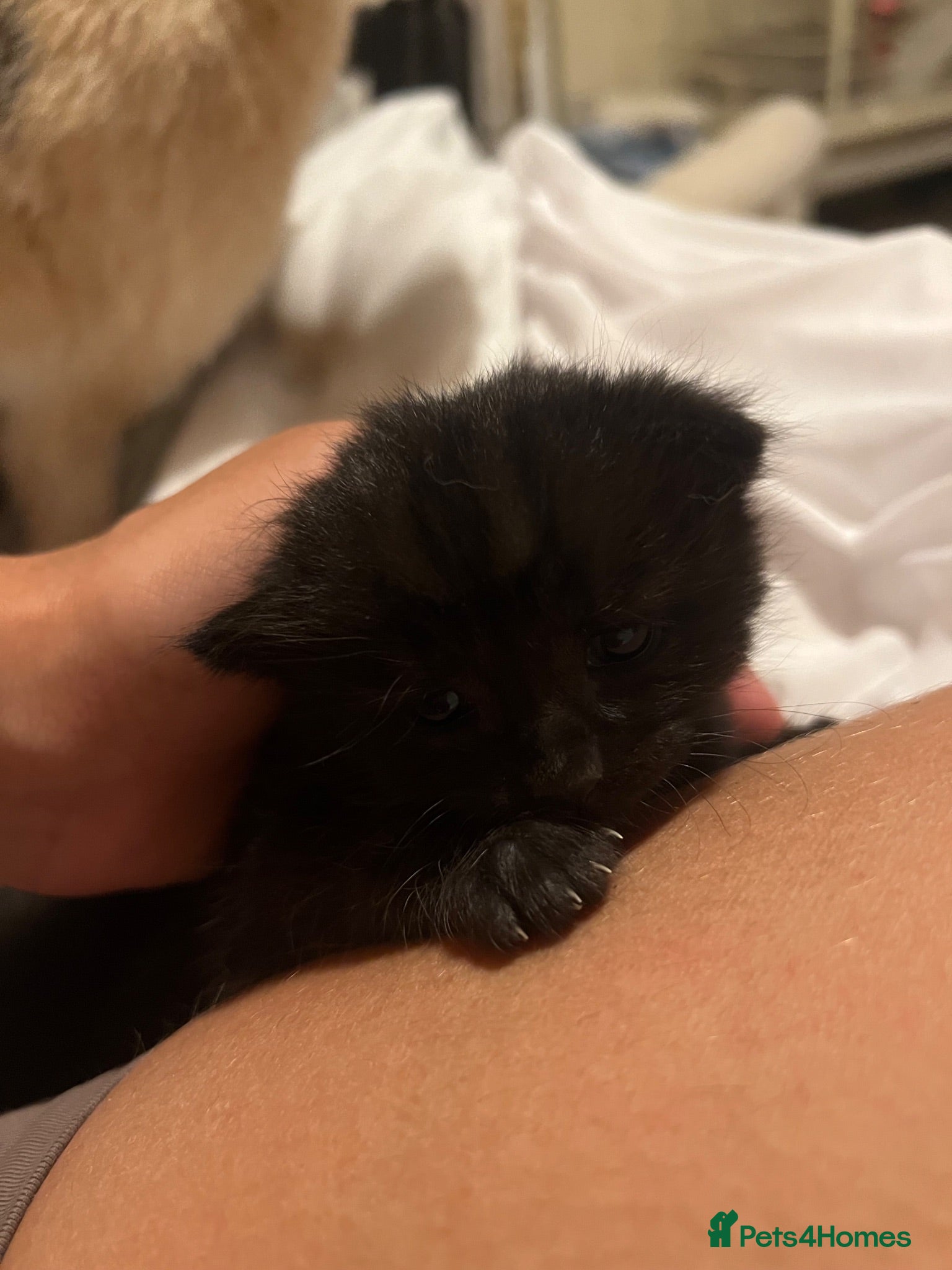 Mixed Breed cats Kitten  - Advert 5