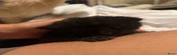 Mixed Breed cats for sale: Kitten  - Advert 2