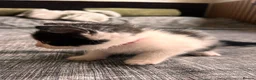 Mixed Breed cats for sale: Beautiful Mixed Breed Ragdoll Kittens! in Cambridge - Advert 8