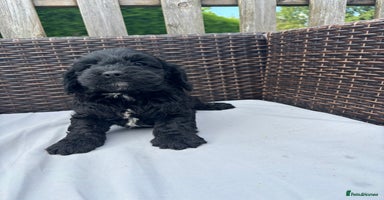 Mixed Breed dogs - Advert 4