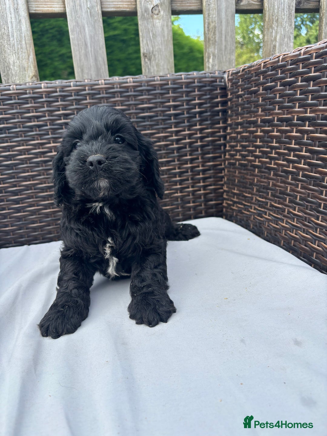 Mixed Breed dogs for sale: Beautiful cockalierpoo pups  - Image 5
