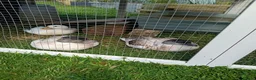 Ducks poultry for sale: 3 Call Ducks in Wrexham - Advert 3