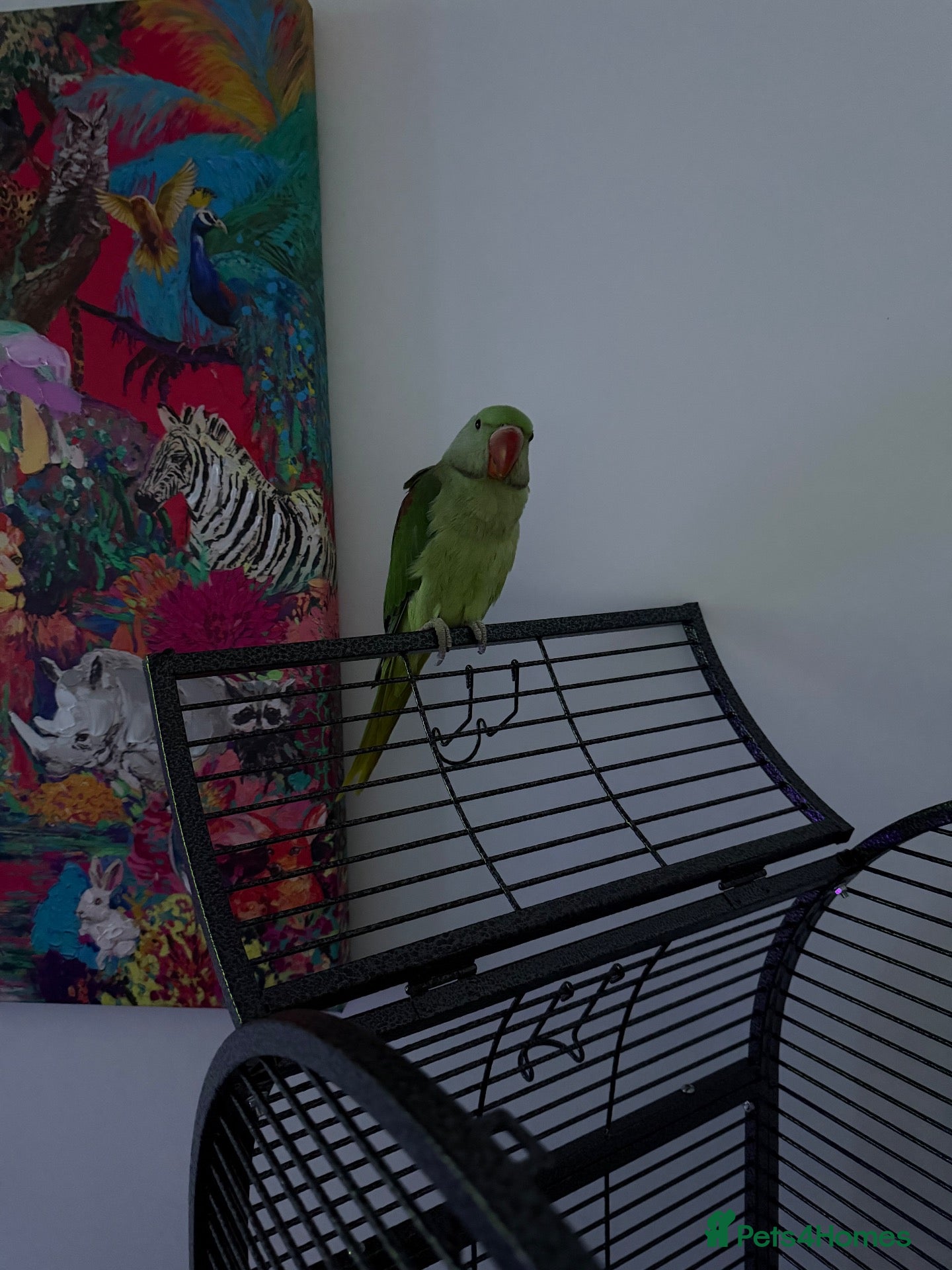 Parrots birds Beautiful baby Alexandrine parrot - Advert 1