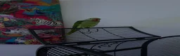 Parrots birds for sale: Beautiful baby Alexandrine parrot in Birmingham - Advert 1