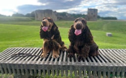 Cocker Spaniel dogs for stud: TRUE TO TYPE- Solid Chocolate Show Cocker Stud in Holywell - Image 5