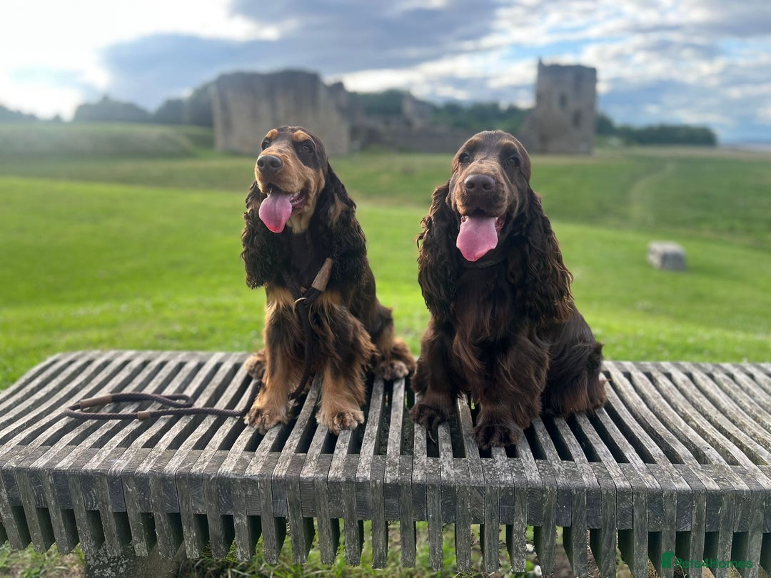 Cocker Spaniel dogs for stud: TRUE TO TYPE- Solid Chocolate Show Cocker Stud in Holywell - Image 5